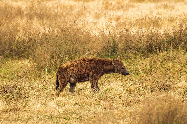 3 days Serengeti & Ngorongoro creater
