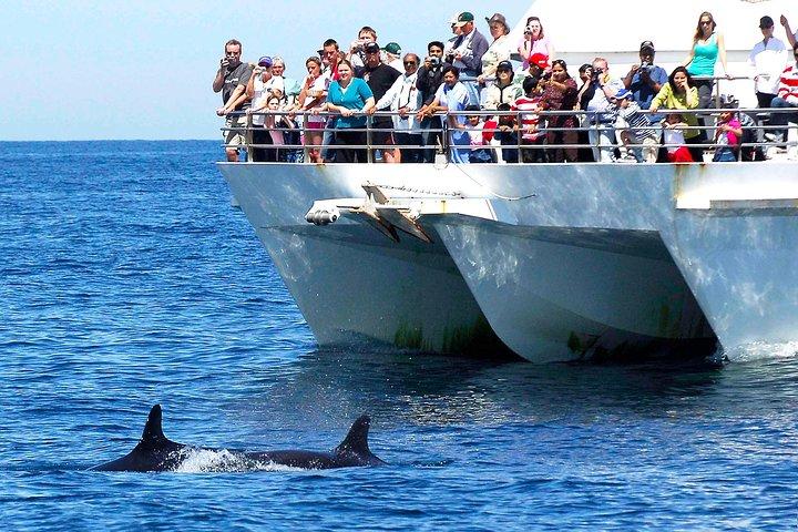 Private Port Stephens Day Trip from Sydney incl Dolphin Cruise
