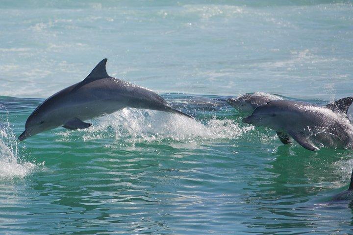 Private Port Stephens Day Trip from Sydney incl Dolphin Cruise