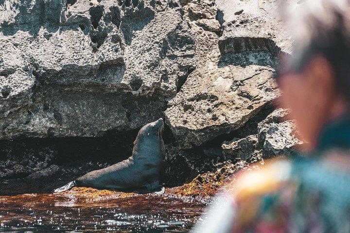 Adventure Rottnest Tour with Ferry & Adventure Cruise
