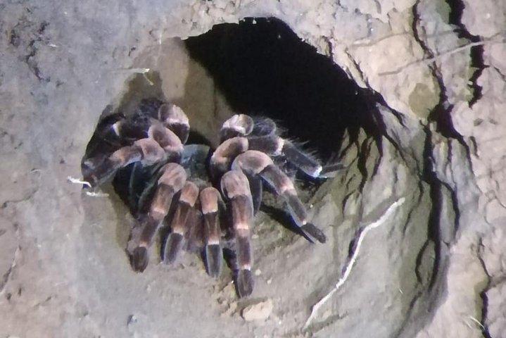 Monteverde Night Tour with a Certified Tour Guide (6 PM or 8 PM)