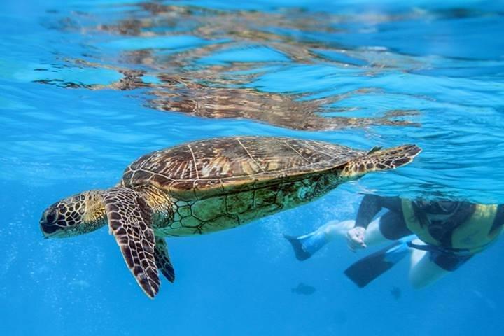 Ko Olina Catamaran Sail and Snorkel with Lunch