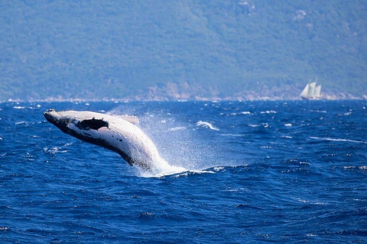 Whale Watching Tour & Fitzroy Island From Cairns