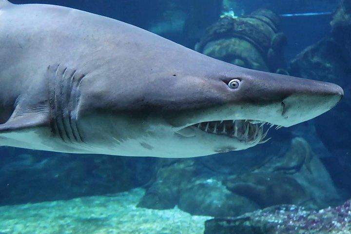 SEA LIFE Ocean World at Bangkok Admission Ticket