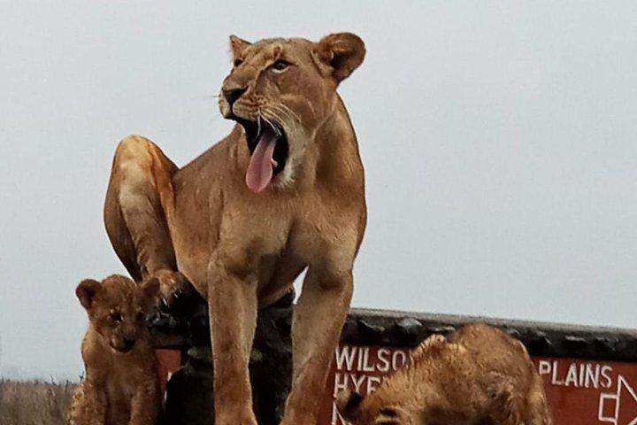 Nairobi National Park Guided Half Day Tour Game Drive- FREE WIFI