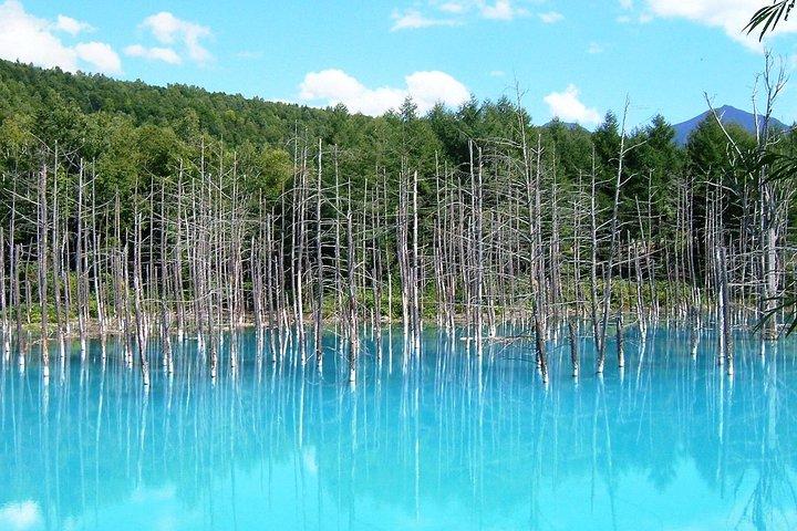 [Biei/Furano] One-day sightseeing by private car!