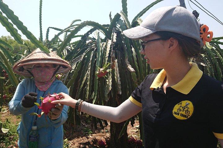 Ho Coc Beach - Nature Reserve and Dragon-fruit Farm trip with home-cooked lunch