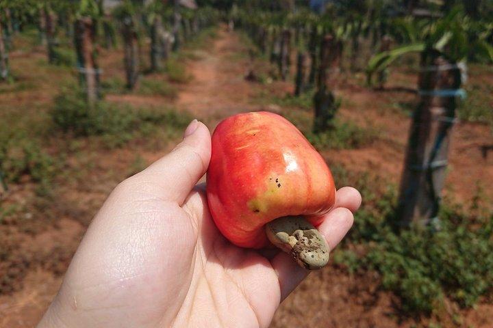Ho Coc Beach - Nature Reserve and Dragon-fruit Farm trip with home-cooked lunch