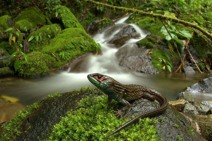 4 Day Manu Jungle Tour: Amazon Wildlife Experience from Cusco