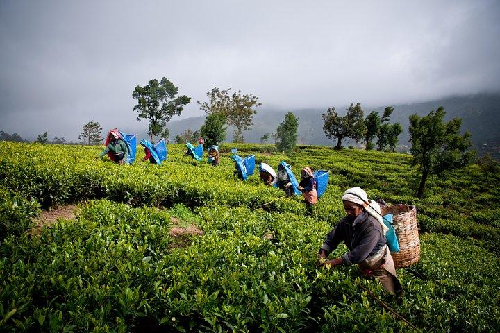 13-Day Sri Lanka Wildlife Adventure by Aaliya Tours