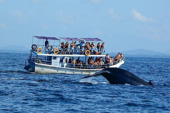 13-Day Sri Lanka Wildlife Adventure by Aaliya Tours