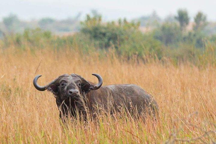 Day trip Arusha National Park Tour Tanzania Safari