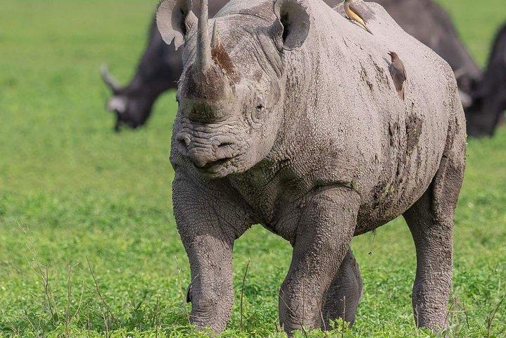 8 Days Fantastic Wildlife In Tanzania