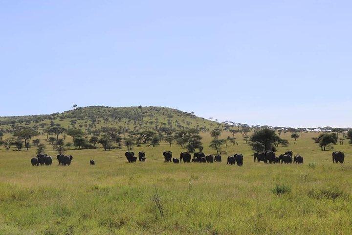 7 Day Private Mid Range Big Five Safari to Tanzania Park