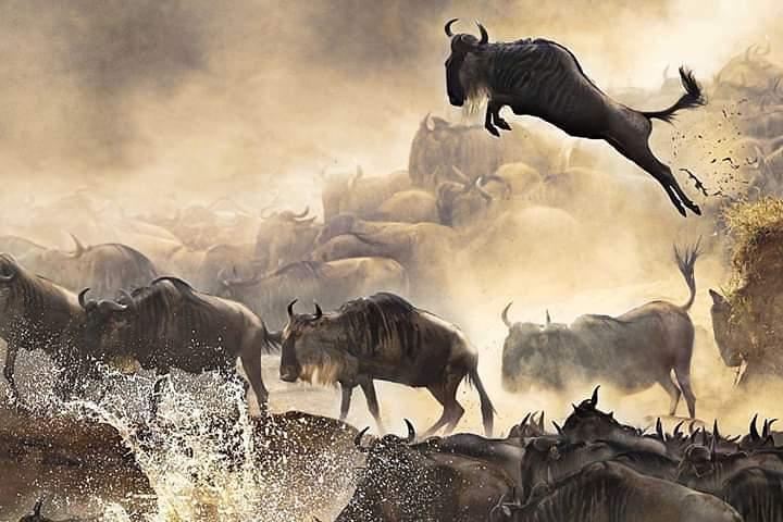7 Day Private Mid Range Big Five Safari to Tanzania Park