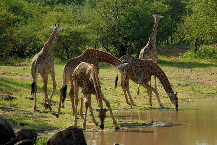 4 Day Camping Safari Arusha - Tarangire, Serengeti & Ngorongoro