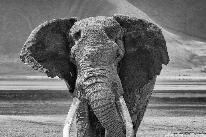 7 Days Great Migration Safari Tanzania (Private budget Safari)