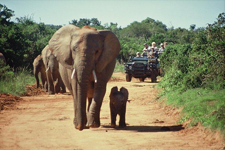 Cape Town Tour, Aquila Safari Game Reserve Overnight + Transport