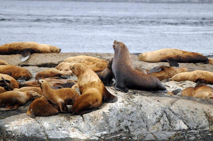 Vancouver Island Zodiac Whale Watching Adventure - Telegraph Cove