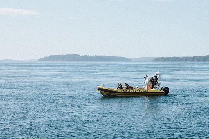 Vancouver Island Zodiac Whale Watching Adventure - Telegraph Cove