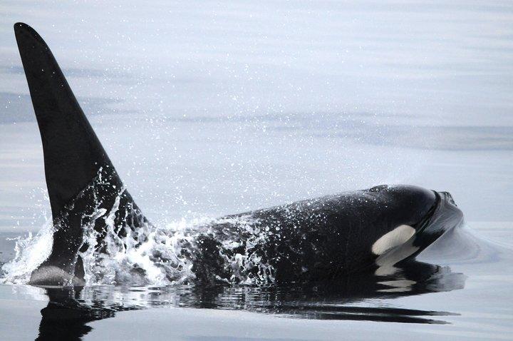 Vancouver Island Zodiac Whale Watching Adventure - Telegraph Cove
