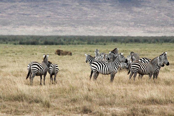 Cape Town Tour, Aquila Safari Game Reserve Overnight + Transport