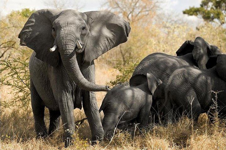 Cape Town Tour, Aquila Safari Game Reserve Overnight + Transport