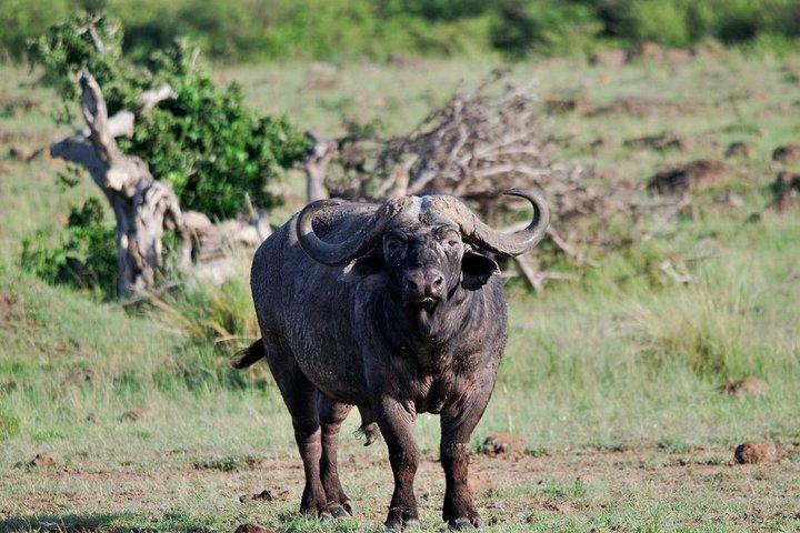 Victoria Falls : Chobe National Park Day Trip with (Buffet) Lunch