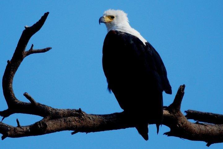 Victoria Falls : Chobe National Park Day Trip with (Buffet) Lunch