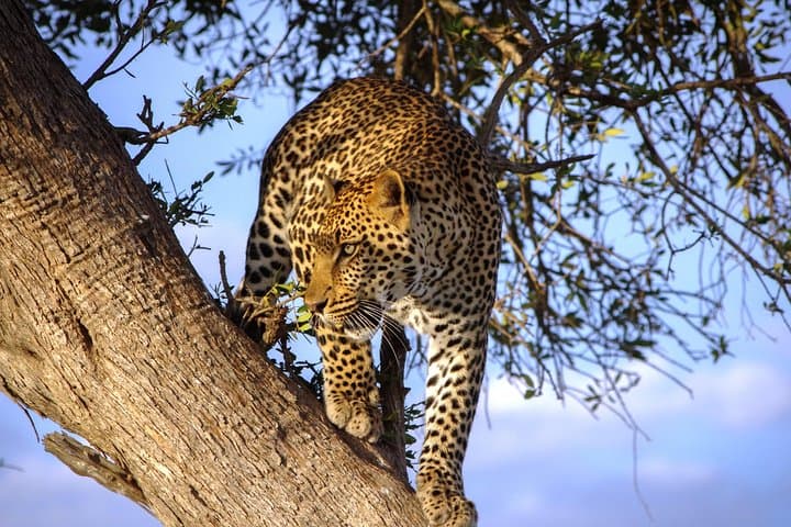 3 Days Maasai mara Private safari