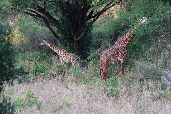 3 Days Tsavo West-Amboseli SGR Train Serena Safari Experience (minimum 2 Pax)