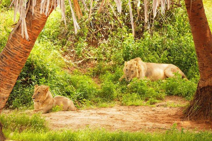 3 Days Tsavo West-Amboseli SGR Train Serena Safari Experience (minimum 2 Pax)