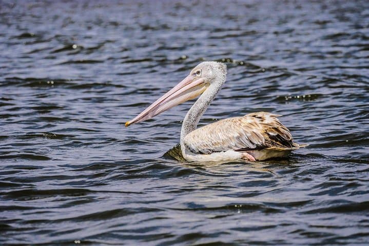 1 Day Lake Naivasha & Hell's Gate National Park Tour
