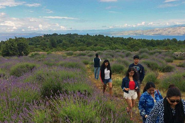 Hvar Lavender Tour