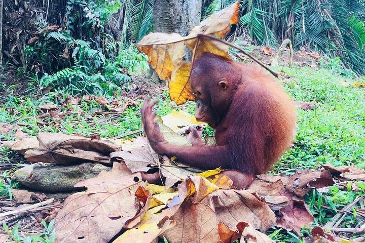 Wildlife & Heritage Tour: Orang Utan Island, Mangroves & Taiping