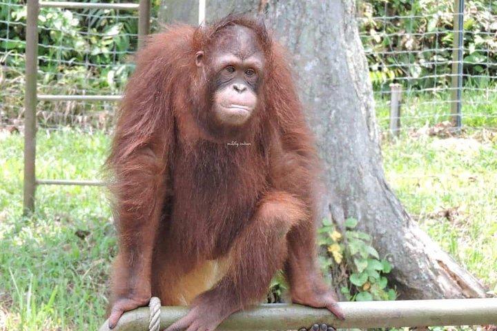 Orang Utan Island Day Trip from Kuala Lumpur