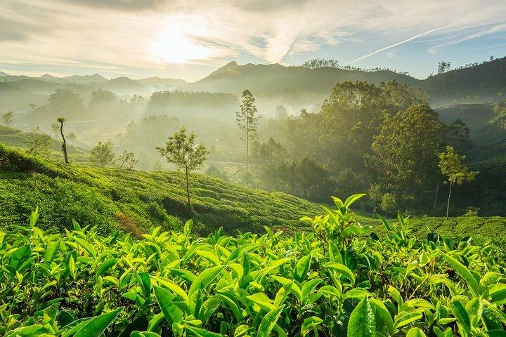 4 Days Best of Kerala Tour with Private Houseboat, Sightseeing & Car