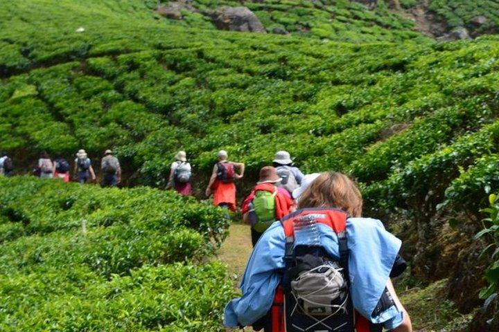 4 Days Best of Kerala Tour with Private Houseboat, Sightseeing & Car