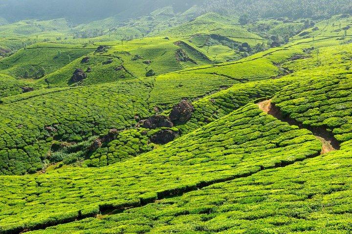 2 Nights Misty Munnar Sightseeing (Private Tour with Car) - Iris Holidays