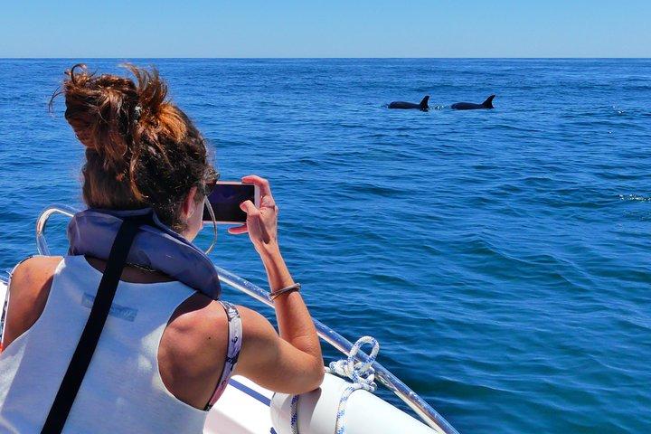 Small Group Dolphin and Wildlife Watching Tour in Faro