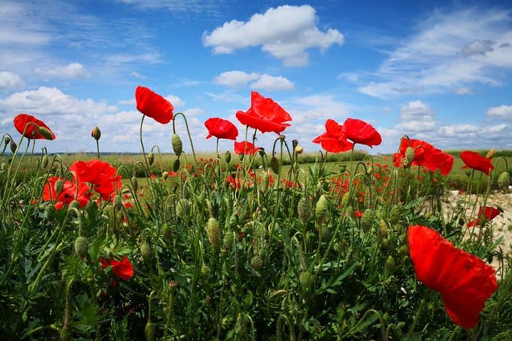 WW1 Australians in the Somme -Villers Bretonneux, Le Hamel - Day trip from Paris