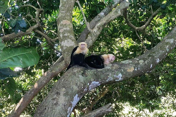 Manuel Antonio National Park; Beach & Sightseeing Day Trip from San Jose