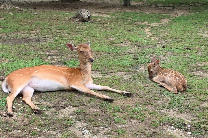 Nara private tour (Shore excursion available from Osaka or Kobe port)
