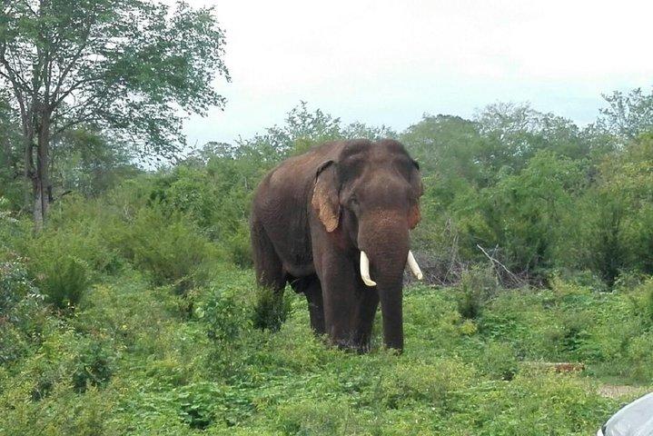 Udawalawe safari from Ella and return back to Ella