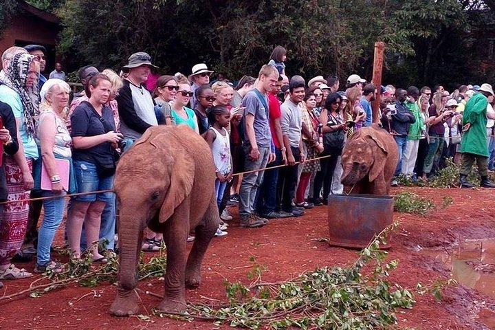 3 Days Nairobi National Park,Lake Naivasha &Lake Nakuru National Park