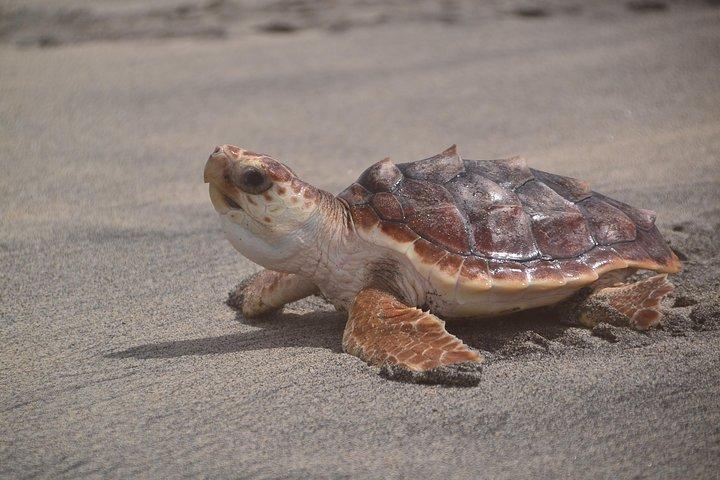 Ilha do Sal: Experiência com tartarugas marinhas saindo de Santa Maria