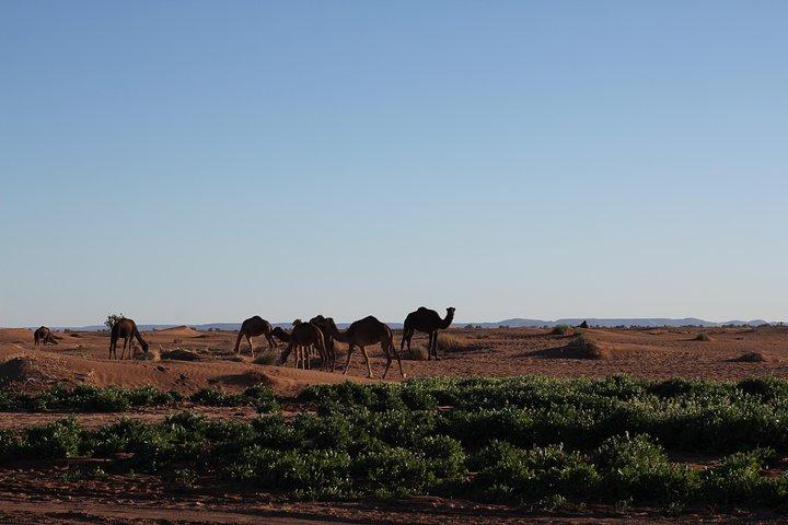 Desert Erg Chigaga Trip from Marrakech: 3 Days
