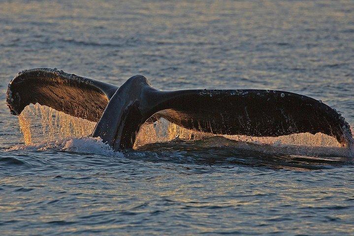 Victoria Semi Covered Sunset Whale-Watching Tour