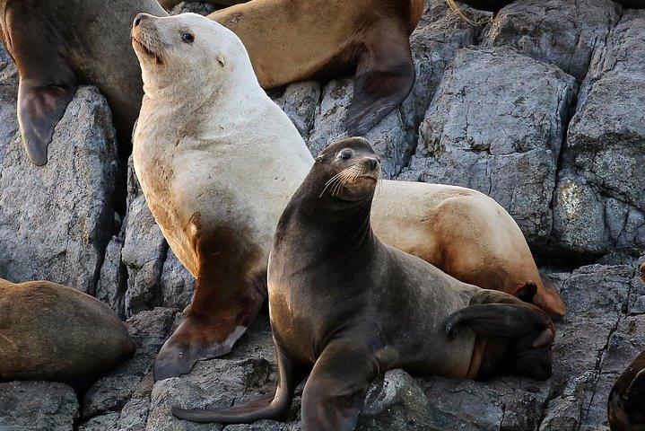 Victoria Marine Wildlife Tour