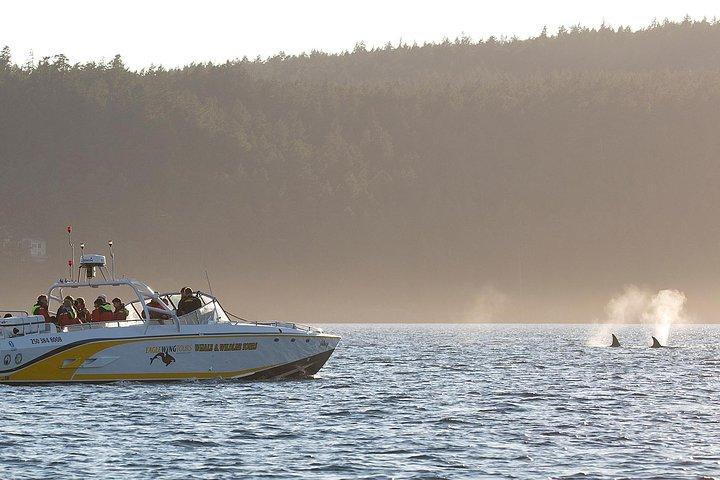 Victoria Whale and Wildlife Cruise